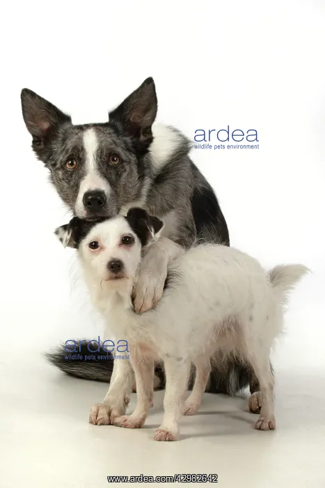 : DOG. Border Collie cross breed dog, with paw : DOG. Border Collie cross breed dog, with paw