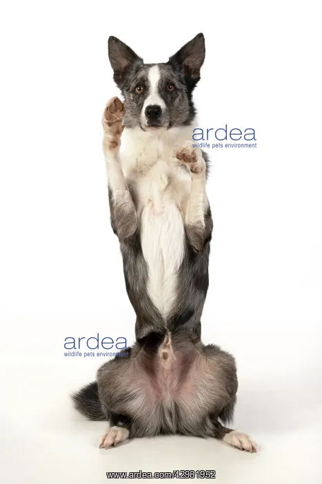 : DOG. Border Collie cross breed dog, sitting : DOG. Border Collie cross breed dog, sitting