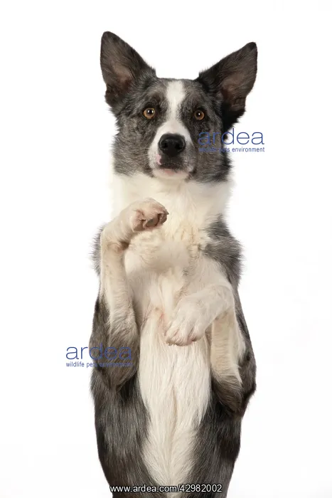 : DOG. Border Collie cross breed dog, sitting : DOG. Border Collie cross breed dog, sitting