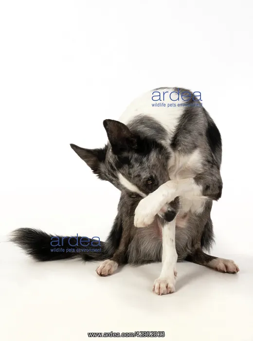 : DOG. Border Collie cross breed dog, sitting : DOG. Border Collie cross breed dog, sitting