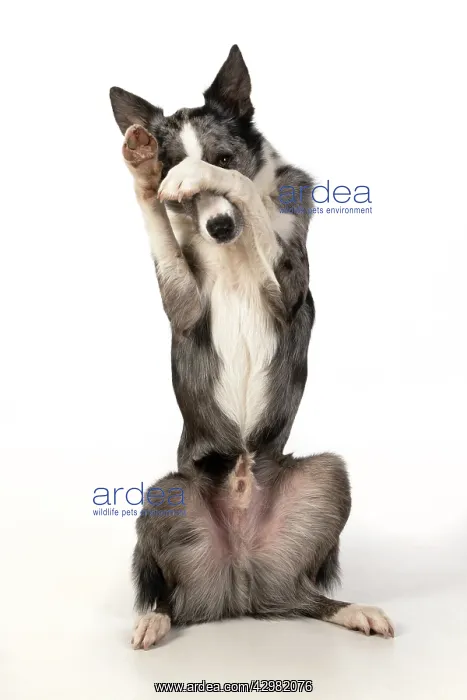 : DOG. Border Collie cross breed dog, sitting : DOG. Border Collie cross breed dog, sitting