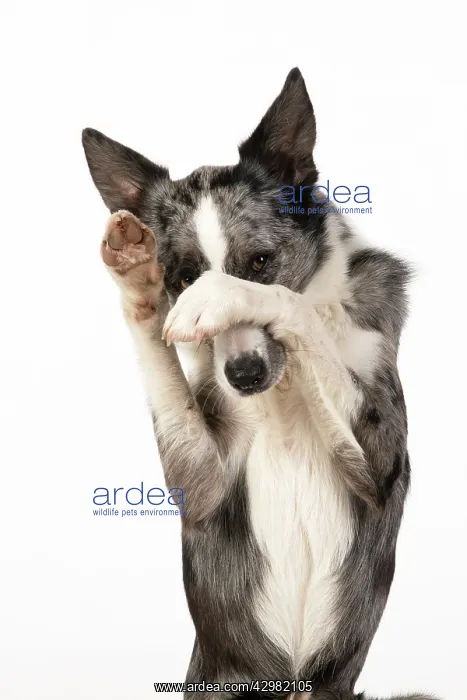 : DOG. Border Collie cross breed dog, sitting : DOG. Border Collie cross breed dog, sitting