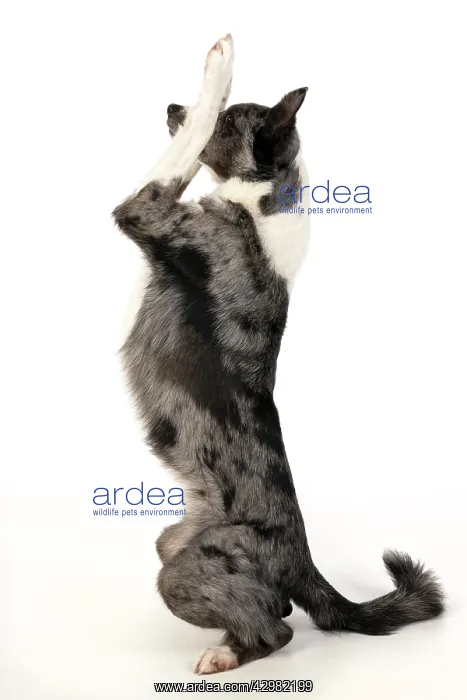 : DOG. Border Collie cross breed dog, sitting : DOG. Border Collie cross breed dog, sitting