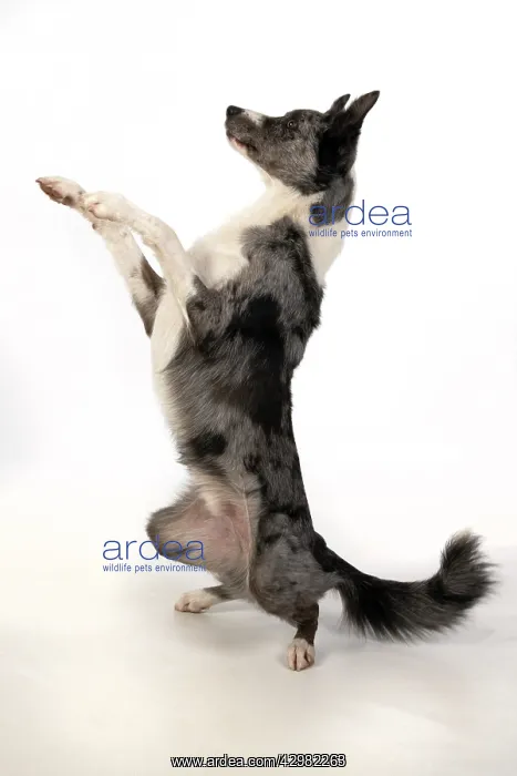 : DOG. Border Collie cross breed dog, sitting : DOG. Border Collie cross breed dog, sitting