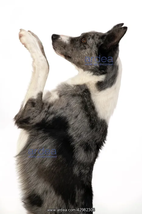 : DOG. Border Collie cross breed dog, sitting : DOG. Border Collie cross breed dog, sitting