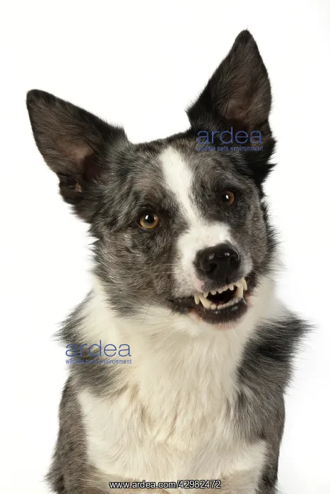 : DOG. Border Collie cross breed dog, sitting : DOG. Border Collie cross breed dog, sitting