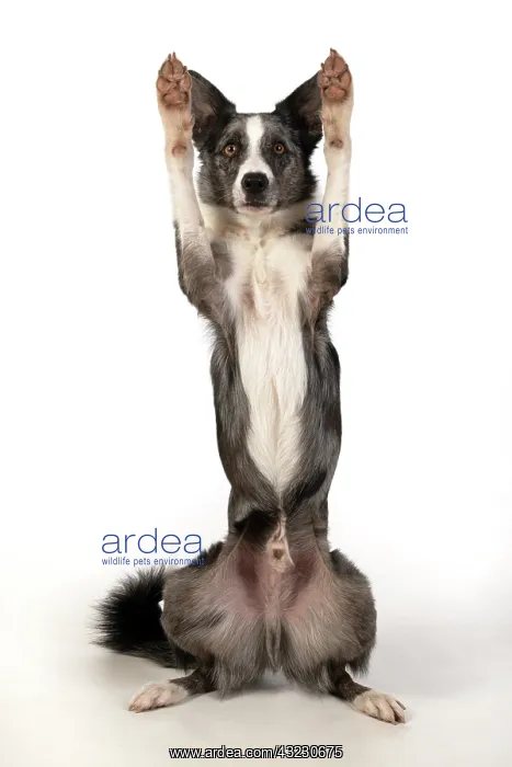 : DOG. Border Collie cross breed dog, sitting : DOG. Border Collie cross breed dog, sitting