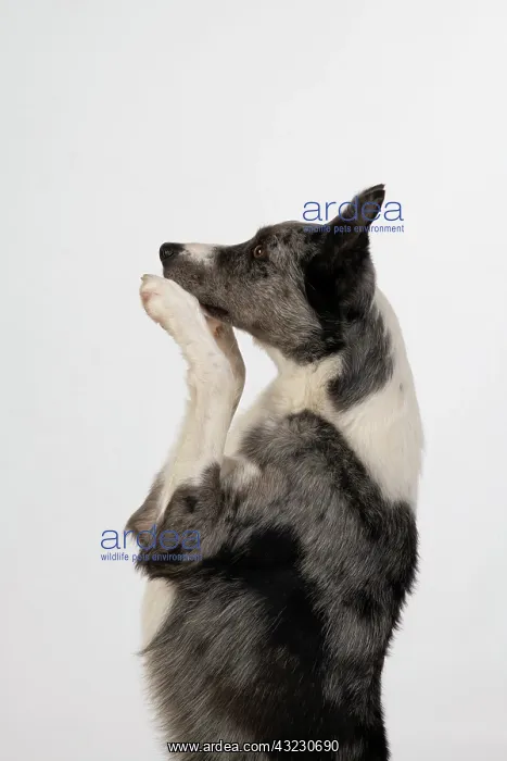 : DOG. Border Collie cross breed dog, sitting : DOG. Border Collie cross breed dog, sitting