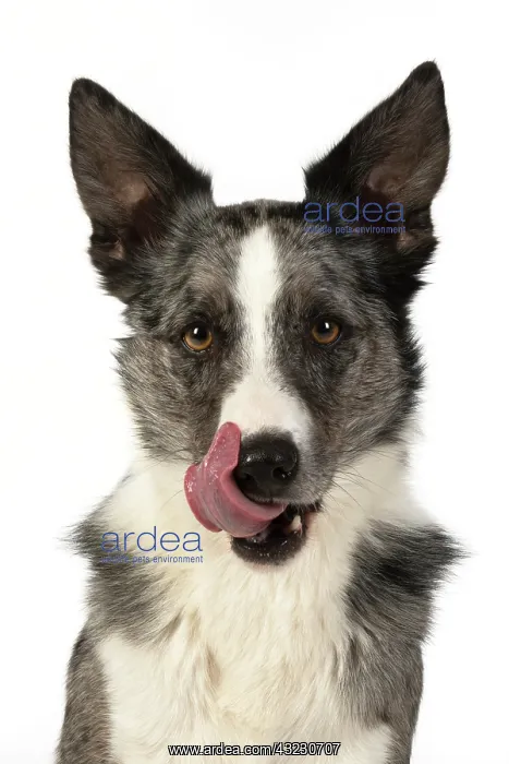 : DOG. Border Collie cross breed dog, sitting : DOG. Border Collie cross breed dog, sitting