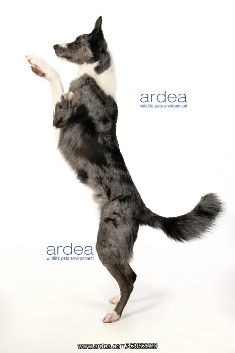 : DOG. Border Collie cross breed dog, standing : DOG. Border Collie cross breed dog, standing