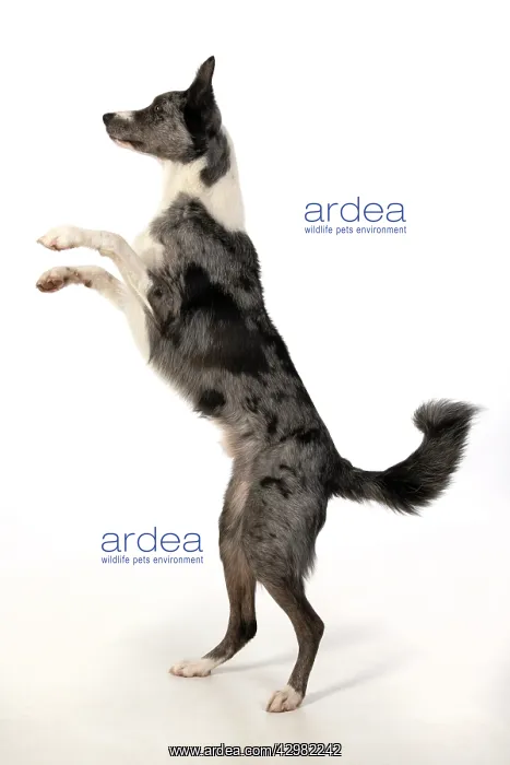 : DOG. Border Collie cross breed dog, standing : DOG. Border Collie cross breed dog, standing