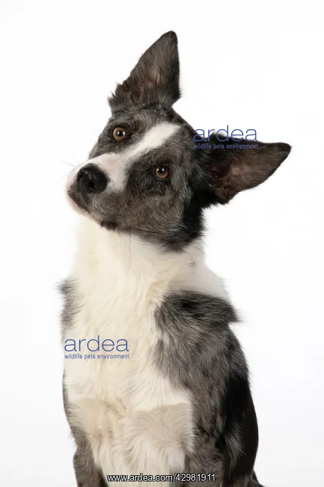 : DOG. Border Collie cross breed dog, studio, head : DOG. Border Collie cross breed dog, studio, head