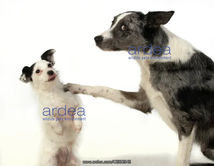 : DOG. Border Collie cross breed dog, with wpaw : DOG. Border Collie cross breed dog, with wpaw