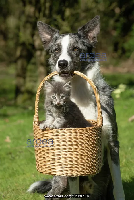 : DOG. Border Collie cross dog holding a basket : DOG. Border Collie cross dog holding a basket