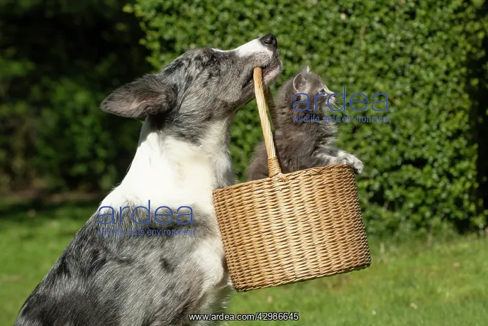 : DOG. Border Collie cross dog holding a basket : DOG. Border Collie cross dog holding a basket