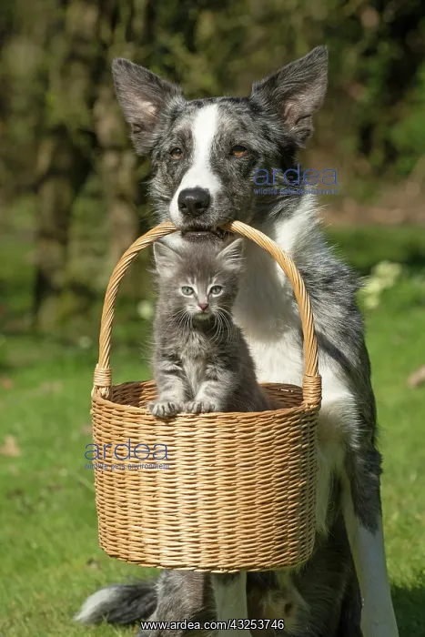 : DOG. Border Collie cross dog holding a basket : DOG. Border Collie cross dog holding a basket