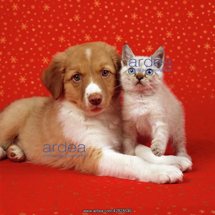 : DOG - Border Collie cross puppy with kitten on : DOG - Border Collie cross puppy with kitten on