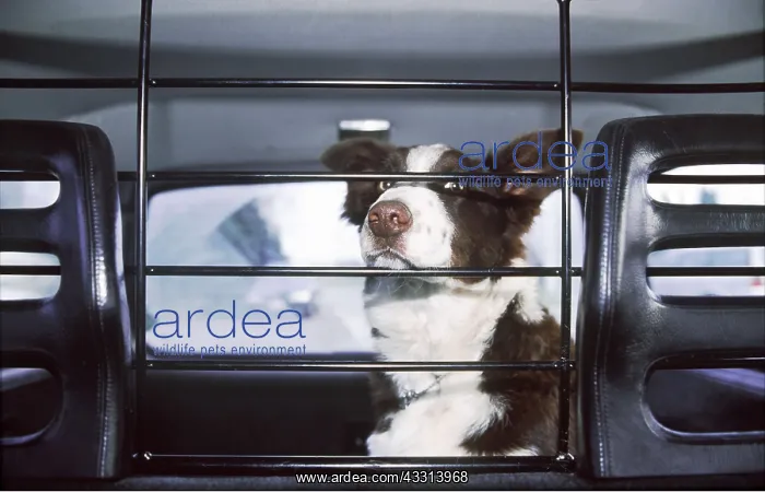 : DOG - Border Collie Dog in car behind dog grill : DOG - Border Collie Dog in car behind dog grill