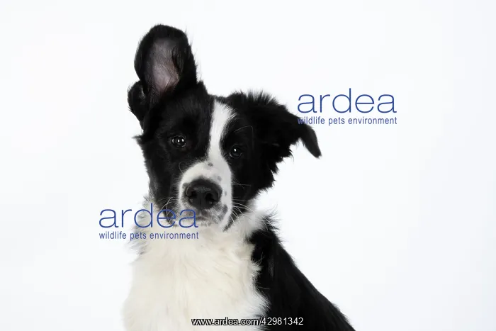  : DOG. Border Collie dog, head and shoulders, ear up, studio