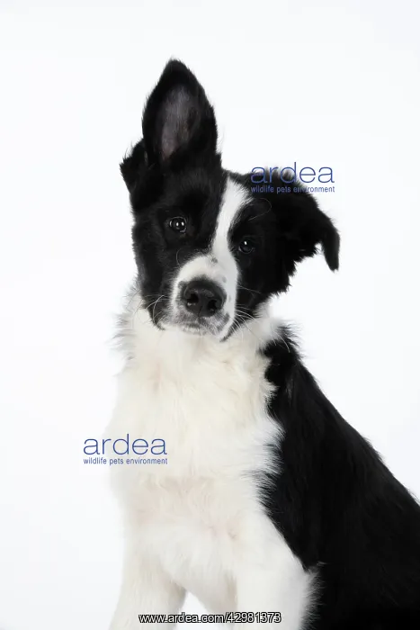 : DOG. Border Collie dog, head and shoulders, ear up, studio : DOG. Border Collie dog, head and shoulders, ear up, studio