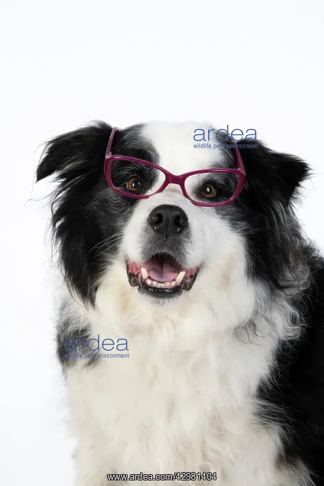 : DOG. Border Collie dog, head and shoulders : DOG. Border Collie dog, head and shoulders