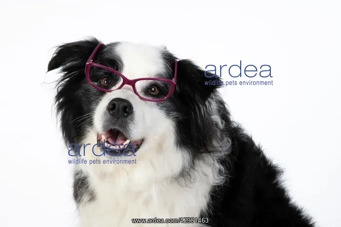 : DOG. Border Collie dog, head and shoulders : DOG. Border Collie dog, head and shoulders