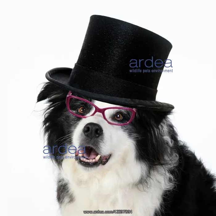 : DOG. Border Collie dog, head and shoulders, wearing glasses : DOG. Border Collie dog, head and shoulders, wearing glasses