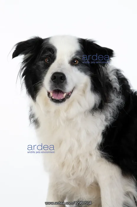 : DOG. Border Collie dog, head and shoulders, studio : DOG. Border Collie dog, head and shoulders, studio