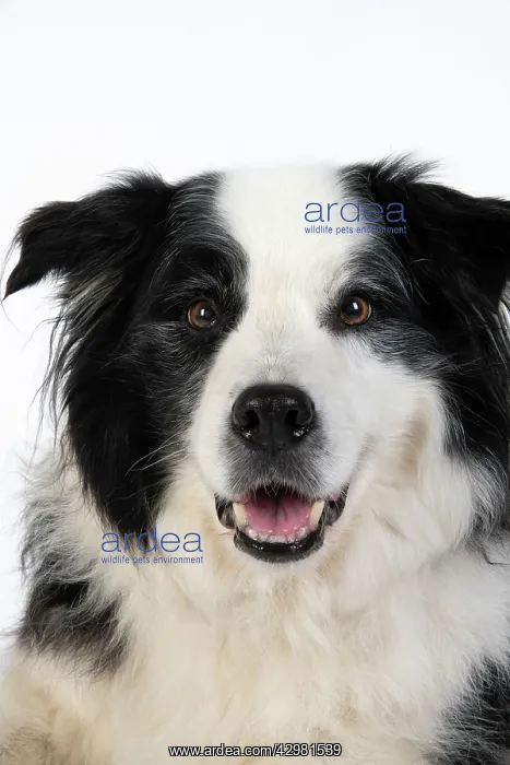 : DOG. Border Collie dog, head and shoulders, studio : DOG. Border Collie dog, head and shoulders, studio