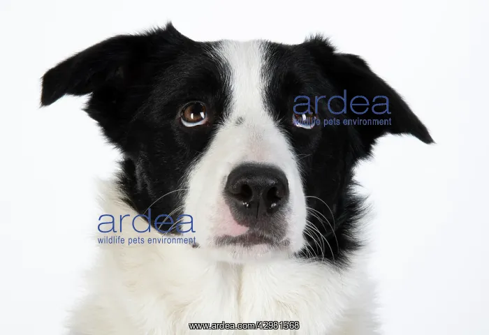 : DOG. Border Collie dog, head and shoulders, studio : DOG. Border Collie dog, head and shoulders, studio
