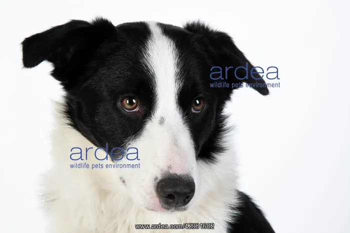  : DOG. Border Collie dog, head and shoulders, studio