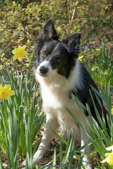 : DOG. Border Collie dog sitting with daffodils : DOG. Border Collie dog sitting with daffodils
