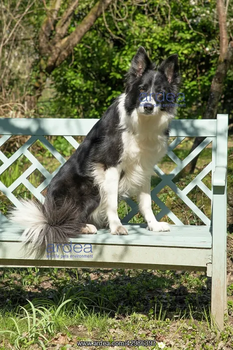 : DOG. Border Collie dog sitting on a garden bench : DOG. Border Collie dog sitting on a garden bench