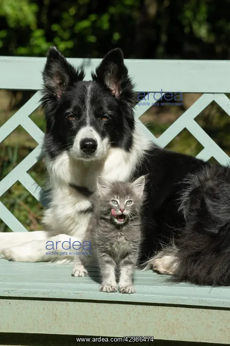 : DOG. Border Collie dog sitting on a garden bench : DOG. Border Collie dog sitting on a garden bench