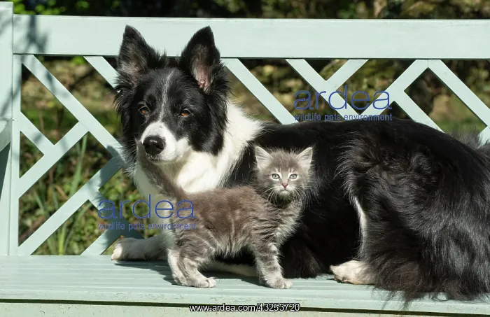 : DOG. Border Collie dog sitting on a garden bench : DOG. Border Collie dog sitting on a garden bench