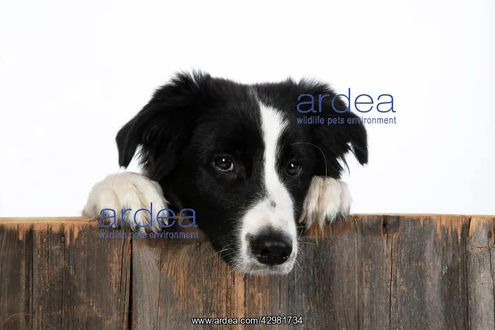 : DOG. Border Collie dog, over wooden fence, studio : DOG. Border Collie dog, over wooden fence, studio