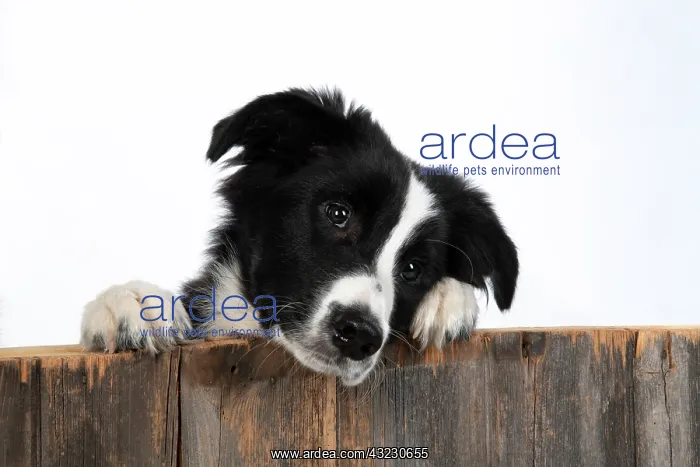 : DOG. Border Collie dog, over wooden fence, studio : DOG. Border Collie dog, over wooden fence, studio