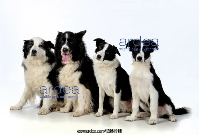 : DOG. Border Collie dogs, 4 in a row, studio : DOG. Border Collie dogs, 4 in a row, studio