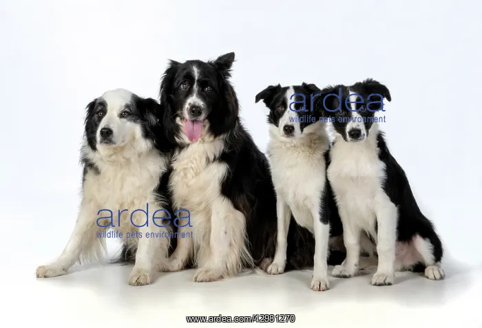 : DOG. Border Collie dogs, 4 in a row, studio : DOG. Border Collie dogs, 4 in a row, studio
