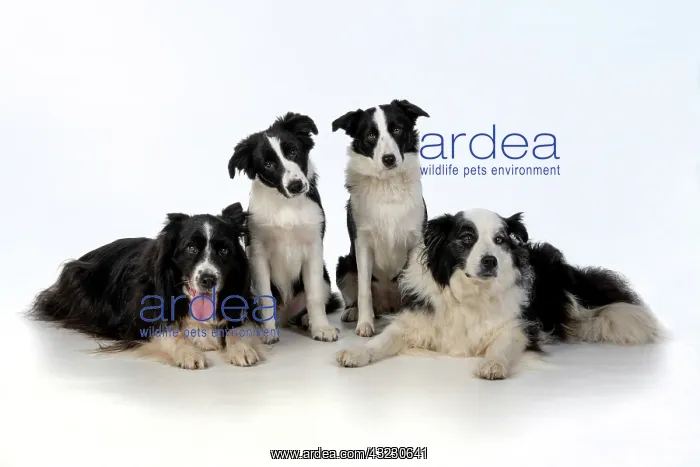  : DOG. Border Collie dogs, 4 in a row, studio