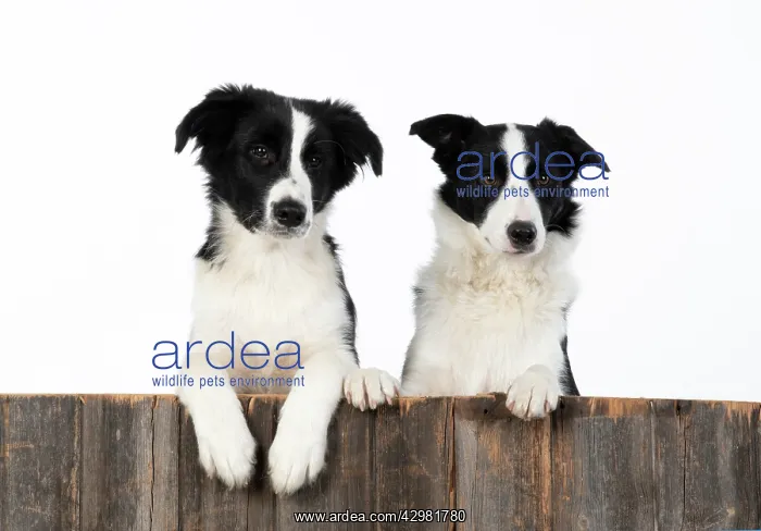 : DOG. Border Collie dogs, x2 over wooden fence, studio : DOG. Border Collie dogs, x2 over wooden fence, studio