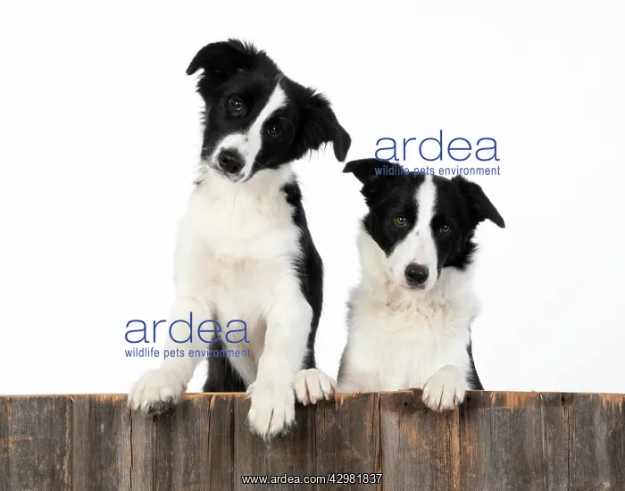 : DOG. Border Collie dogs, x2 over wooden fence, studio : DOG. Border Collie dogs, x2 over wooden fence, studio