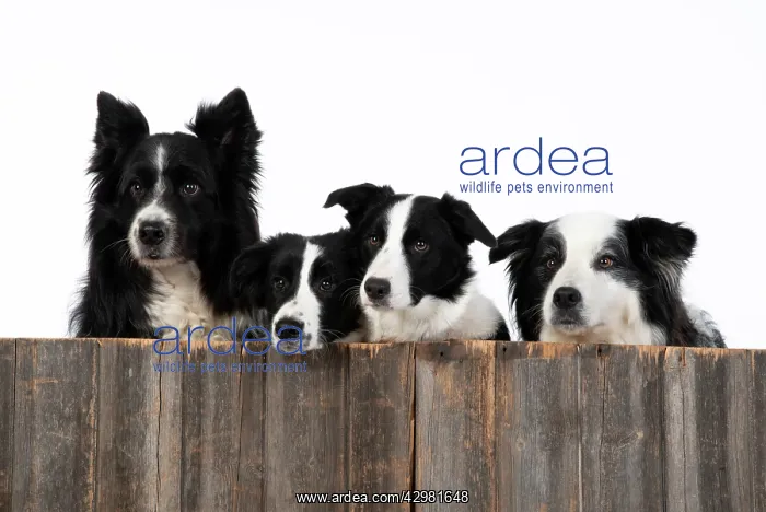 : DOG. Border Collie dogs, x4 over wooden fence, studio : DOG. Border Collie dogs, x4 over wooden fence, studio