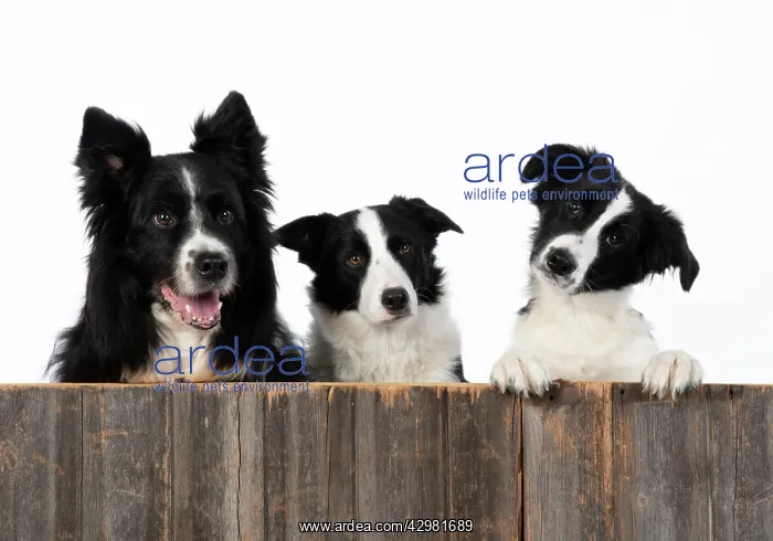 : DOG. Border Collie dogs, x4 over wooden fence, studio : DOG. Border Collie dogs, x4 over wooden fence, studio