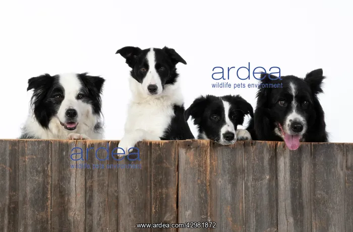 : DOG. Border Collie dogs, x4 over wooden fence, studio : DOG. Border Collie dogs, x4 over wooden fence, studio