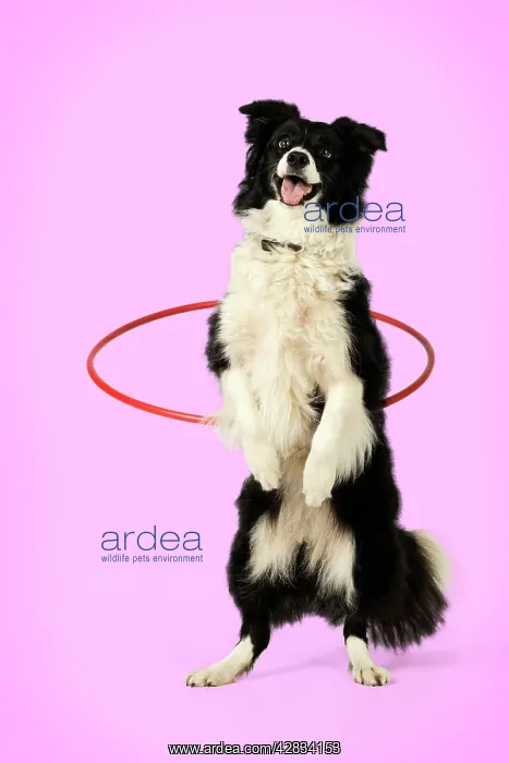  : DOG. Border collie doing hoola hoop