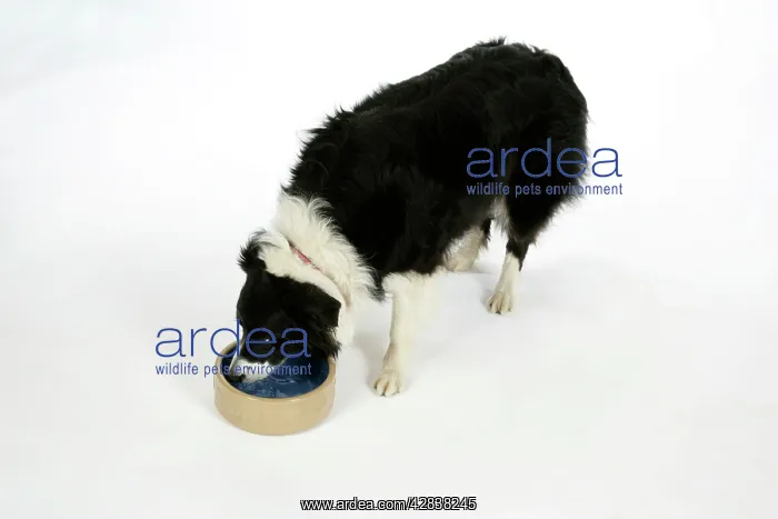  : DOG - Border Collie drinking water from a bowl