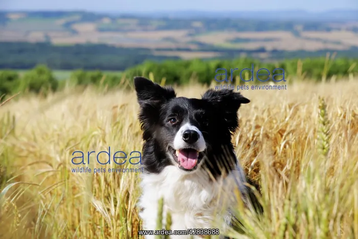  : Dog. Border Collie in field