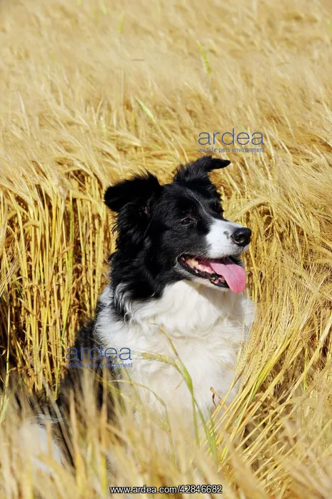  : Dog. Border Collie in field