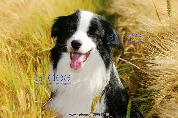 : Dog. Border Collie in field